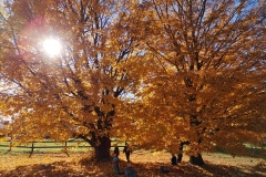 IMG-20181107-WA0003